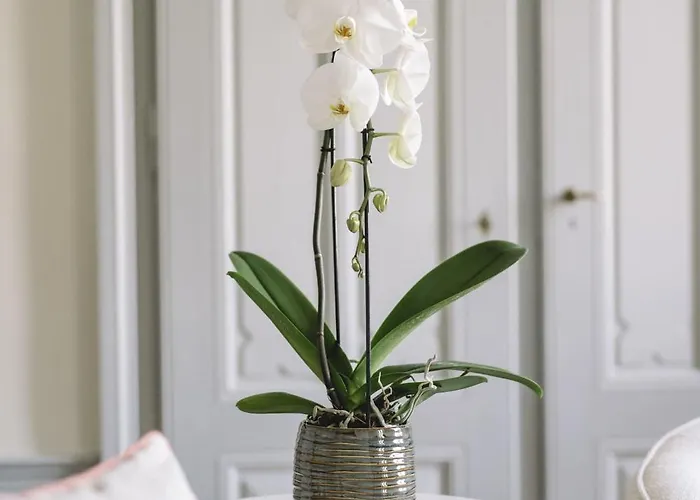 Chateau De L'aile- Boutique Vevey